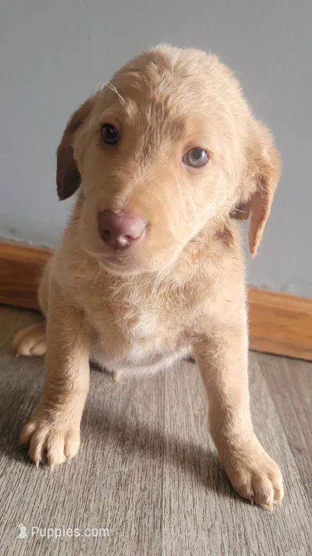 #7 Boy – Goldendoodle, Labradoodle puppy for sale in Pierceton, IN