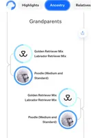 #7 Boy, a male Goldendoodle and Labradoodle for sale in Pierceton, IN – Photo 6 of 8