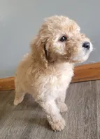 #5 Girl, a female Goldendoodle and Labradoodle for sale in Pierceton, IN – Photo 4 of 10