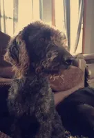 #5 Girl, a female Goldendoodle and Labradoodle for sale in Pierceton, IN – Photo 5 of 10