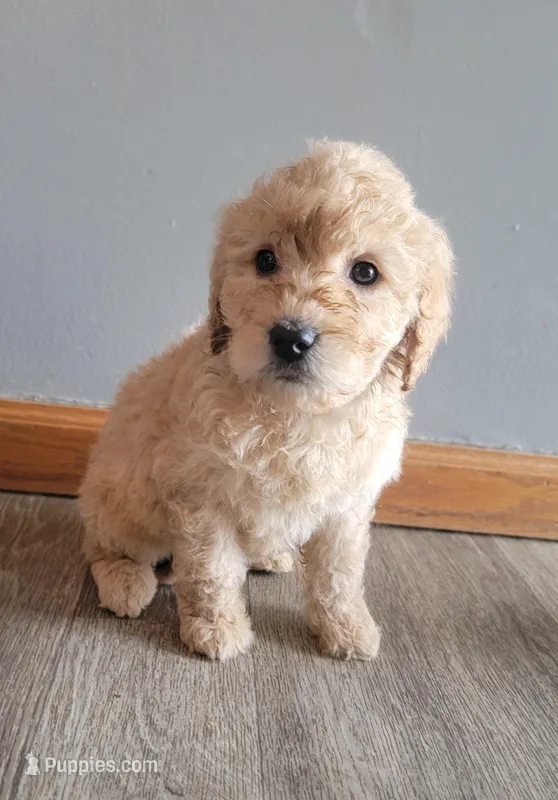 #5 Girl – Goldendoodle, Labradoodle puppy for sale in Pierceton, IN