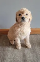 #5 Girl, a female Goldendoodle and Labradoodle for sale in Pierceton, IN – Photo 3 of 10