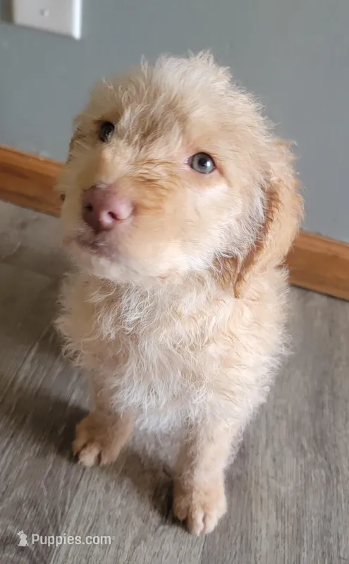 #8 Boy – Goldendoodle, Labradoodle puppy for sale in Pierceton, IN