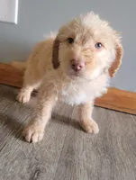 #8 Boy, a male Goldendoodle and Labradoodle for sale in Pierceton, IN – Photo 2 of 8