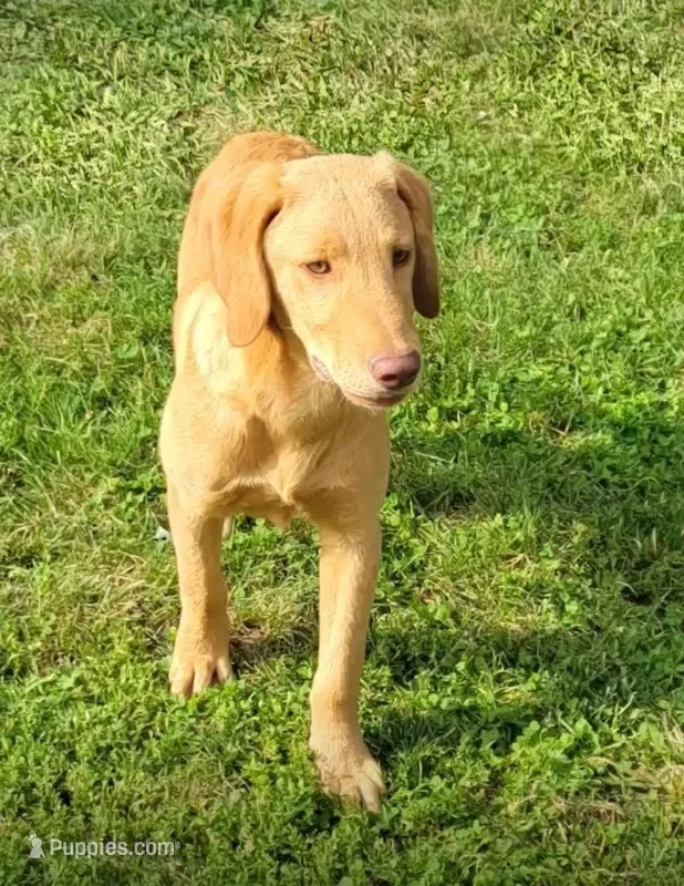 Marlo/Marley  – Labradoodle, Double Doodle puppy for sale in Pierceton, IN