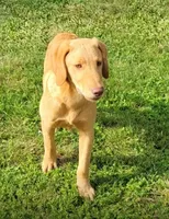 Marlo/Marley , a male Labradoodle and Double Doodle for sale in Pierceton, IN – 1 of 6