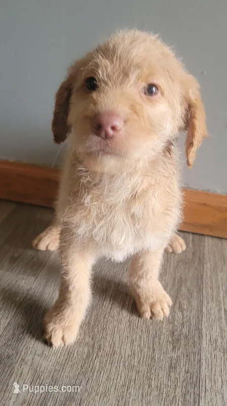 #6 Boy – Goldendoodle, Labradoodle puppy for sale in Pierceton, IN