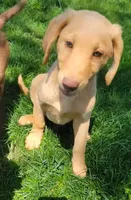 #7 Boy (Marlo/Marley), a male Double Doodle for sale in Pierceton, IN – 2 of 10