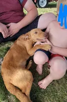 Marlo/Marley , a male Labradoodle and Double Doodle for sale in Pierceton, IN – 4 of 6