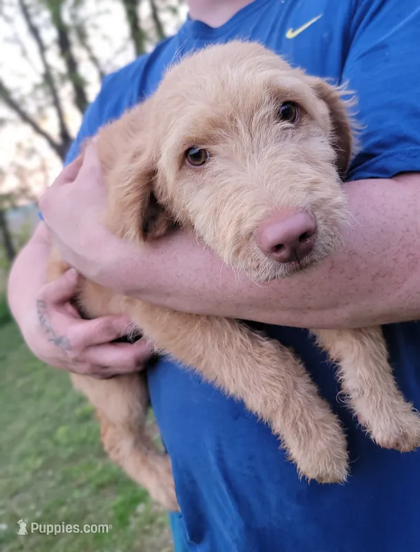 #8 Boy – Double Doodle puppy for sale in Pierceton, IN