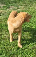 Marlo/Marley , a male Labradoodle and Double Doodle for sale in Pierceton, IN – 5 of 6