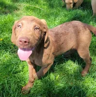 #4 Girl, a female Goldendoodle and Labradoodle for sale in Pierceton, IN – Photo 1 of 8