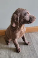 #4 Girl, a female Goldendoodle and Labradoodle for sale in Pierceton, IN – Photo 2 of 8