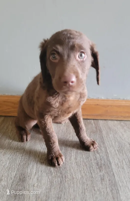 #4 Girl – Goldendoodle, Labradoodle puppy for sale in Pierceton, IN
