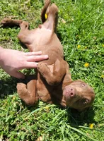 #4 Girl, a female Goldendoodle and Labradoodle for sale in Pierceton, IN – Photo 2 of 8