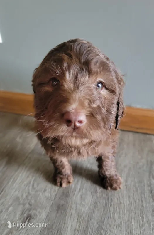 #2 Girl – Goldendoodle, Labradoodle puppy for sale in Pierceton, IN