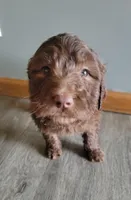 #2 Girl, a female Goldendoodle and Labradoodle for sale in Pierceton, IN – Photo 1 of 8