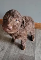 #2 Girl, a female Goldendoodle and Labradoodle for sale in Pierceton, IN – Photo 2 of 8