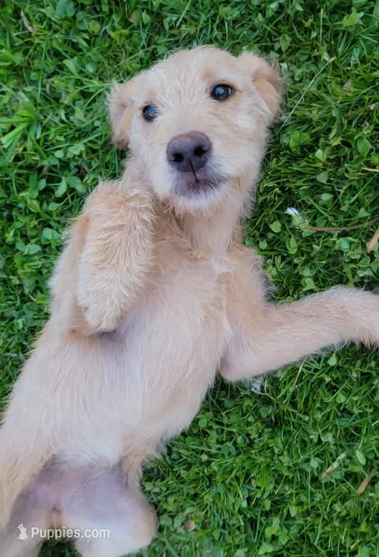 #3 Girl – Double Doodle puppy for sale in Pierceton, IN