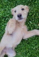 #3 Girl, a female Double Doodle for sale in Pierceton, IN – 1 of 10