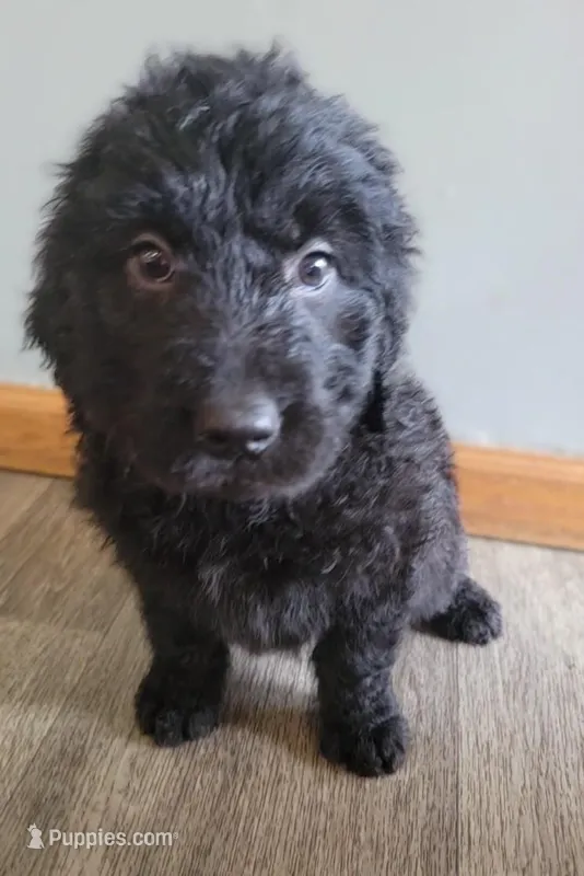 #1 Girl – Goldendoodle, Labradoodle puppy for sale in Pierceton, IN