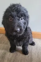 #1 Girl, a female Goldendoodle and Labradoodle for sale in Pierceton, IN – Photo 1 of 9