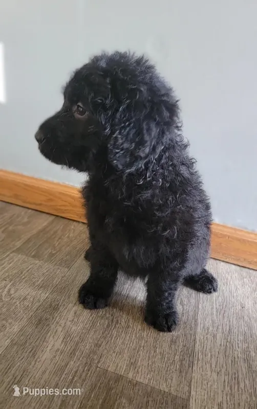 #1 Girl – Goldendoodle, Labradoodle puppy for sale in Pierceton, IN