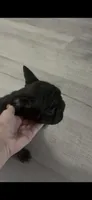 Lilly, a female French Bulldog for sale in Naples, FL – 7 of 10