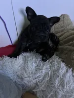 Lilly, a female French Bulldog for sale in Naples, FL – 1 of 10