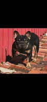 Lilly, a female French Bulldog for sale in Naples, FL – 9 of 10