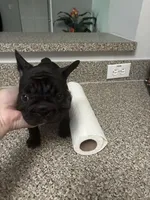 Lilly, a female French Bulldog for sale in Naples, FL – 5 of 10