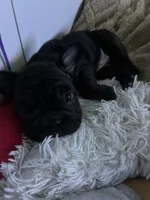 Lilly, a female French Bulldog for sale in Naples, FL – 4 of 10