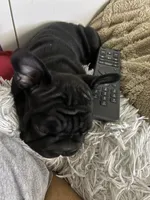 Lilly, a female French Bulldog for sale in Naples, FL – 2 of 10