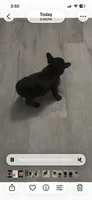 Lilly, a female French Bulldog for sale in Naples, FL – 8 of 10