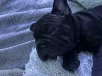 Lilly, a female French Bulldog for sale in Naples, FL – 3 of 10