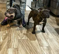 Tax, a male Shorty Bull for sale in Naples, FL – 4 of 6