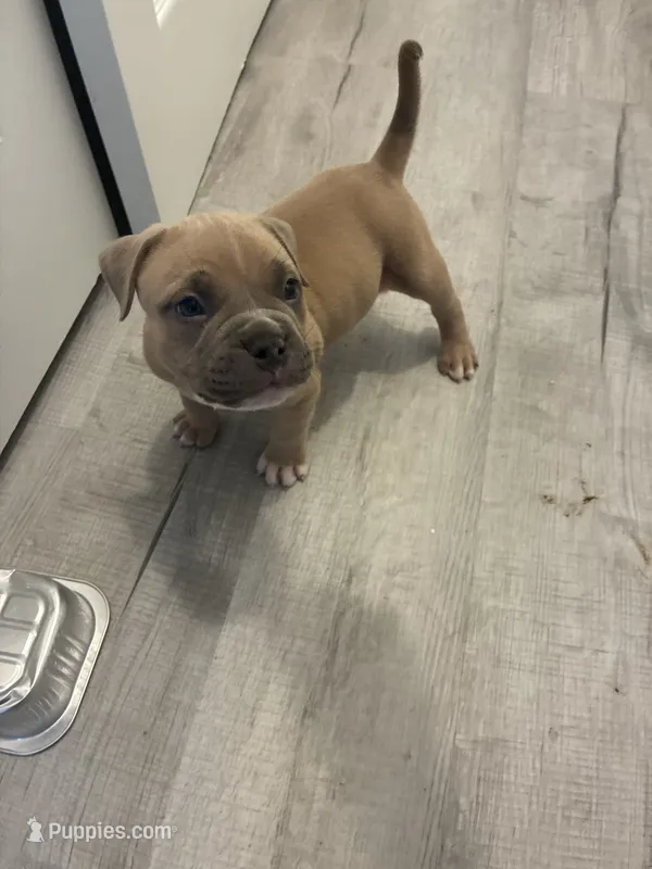 Tax – Shorty Bull puppy for sale in Naples, FL