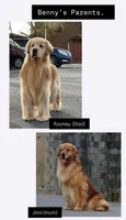 Benny, a female Golden Retriever for sale in New Braunfels, TX – 5 of 5