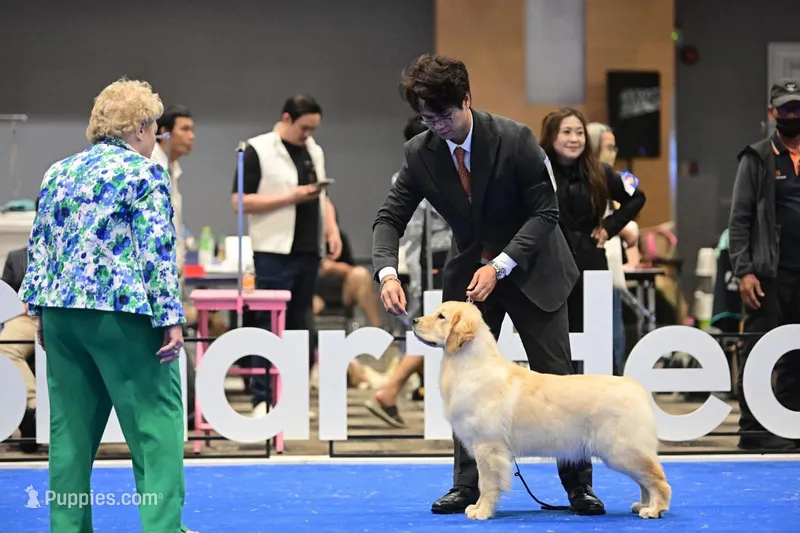 Miss Aura – Golden Retriever puppy for sale in New Braunfels, TX