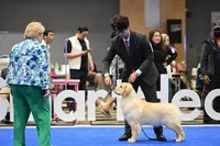 Miss Aura, a female Golden Retriever for sale in New Braunfels, TX – 1 of 2