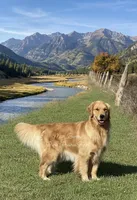 AKC/ Pedigree puppies , a  Golden Retriever for sale in New Braunfels, TX – Photo 1 of 2