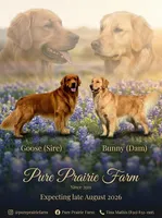 AKC/ Pedigree puppies , a  Golden Retriever for sale in New Braunfels, TX – Photo 2 of 2