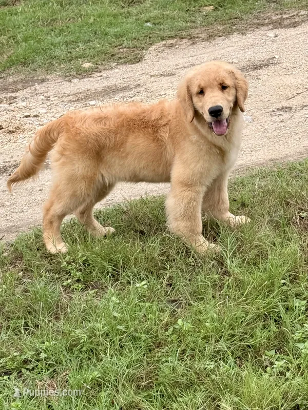 Benny – Golden Retriever puppy on hold in New Braunfels, TX