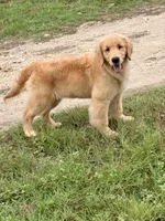 Benny, a female Golden Retriever for sale in New Braunfels, TX – 1 of 5