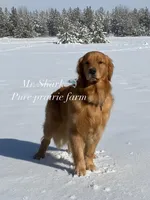 Shark, a male Golden Retriever for sale in New Braunfels, TX – Photo 2 of 4