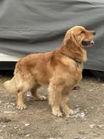 Shark, a male Golden Retriever for sale in New Braunfels, TX – Photo 3 of 4