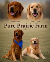 Goldie’s litter , a  Golden Retriever for sale in New Braunfels, TX – 2 of 3