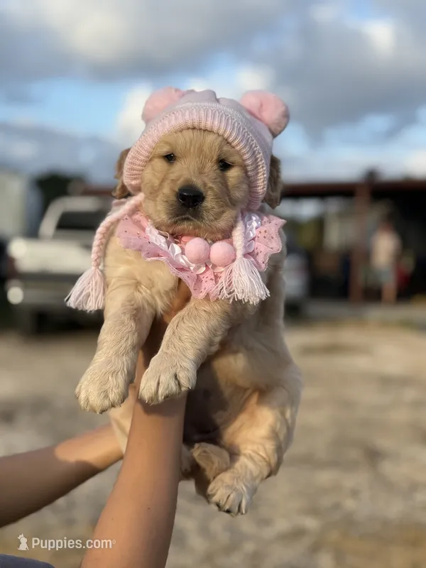 Goldie’s litter  – Golden Retriever puppy for sale in New Braunfels, TX