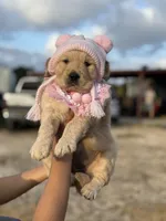 Goldie’s litter , a  Golden Retriever for sale in New Braunfels, TX – 1 of 2