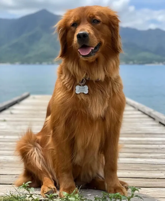 Sansa, a female Golden Retriever for sale in New Braunfels, TX – Photo 1 of 1